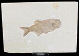 Very Rare Predatory Fish Eohiodon (Mooneye) - #18712-1